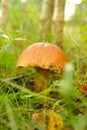 Mushrooms Bolete, fungus in wild (Boletus pinophilus) Royalty Free Stock Photo