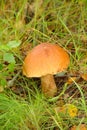 Mushrooms Bolete, fungus in wild (Boletus pinophilus) Royalty Free Stock Photo