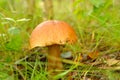 Mushrooms Bolete, fungus in wild (Boletus pinophilus) Royalty Free Stock Photo