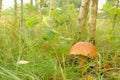 Mushrooms Bolete, fungus in wild (Boletus pinophilus) Royalty Free Stock Photo