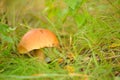 Mushrooms Bolete, fungus in wild (Boletus pinophilus) Royalty Free Stock Photo