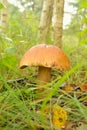 Mushrooms Bolete, fungus in wild (Boletus pinophilus) Royalty Free Stock Photo