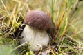 Mushrooms Bolete, fungus in the wild (Boletus pinophilus) Royalty Free Stock Photo