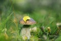 Mushrooms Bolete, fungus in the wild (Boletus pinophilus) Royalty Free Stock Photo