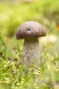 Mushrooms Bolete, fungus in the wild (Boletus pinophilus) Royalty Free Stock Photo