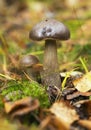 Mushrooms Bolete, fungus in the wild (Boletus pinophilus) Royalty Free Stock Photo