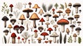 mushrooms, including bolete, and more, in isolated elegance. generated by AI tool.