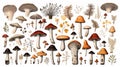 Mushrooms. Bolete, Black and King Trumpet generated by AI tool.