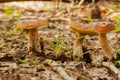 Mushrooms Bolete in the wild in the forest Royalty Free Stock Photo