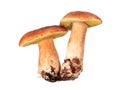 Mushrooms: Boletus edulis Royalty Free Stock Photo