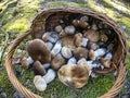 Mushrooms Boletus edulis in a basket on a forest glade Royalty Free Stock Photo