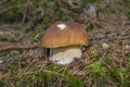 Mushrooms - Boletus edulis in a forest Royalty Free Stock Photo