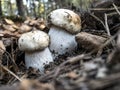 Mushrooms Boletus edulis grow in the forest Royalty Free Stock Photo