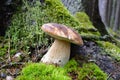 Mushrooms. Boletus edulis Royalty Free Stock Photo