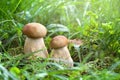 Mushrooms Boletus edulis  penny bun, cep, porcino, porcini, white mushroom  growing in grass in forest Royalty Free Stock Photo