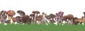 Mushrooms border. Seamless colorful sketch various mushroom in forest horizontal pattern, drawing vegetarian product