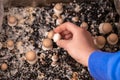 Mushrooms box.mushroom into the soil. Growing and collecting champignons.Brown mushrooms in a hand.Growing mushrooms at Royalty Free Stock Photo