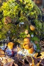 Mushrooms with brown caps on a stump in the forest Royalty Free Stock Photo