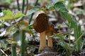 Mushrooms with brown wrinkled caps under green leaves of plants