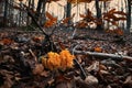 Mushrooms, called Ramaria aurea in the forest during autumn season, italy. Royalty Free Stock Photo