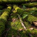Mushrooms can be seen emerging from the moss adding to the ecosystem Royalty Free Stock Photo