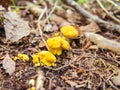 A mushrooms cantharellus cibarius commonly known as the chanterelle, golden chanterelle or girolle growing in the forest