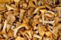 Mushrooms cantharellus cibarius Royalty Free Stock Photo