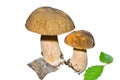Mushrooms (Cape) 7 Royalty Free Stock Photo
