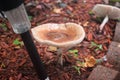 Mushrooms catching the rain