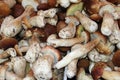 Mushrooms and cep in closeup