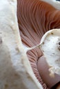 Mushrooms champignons Royalty Free Stock Photo