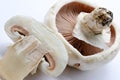Mushrooms champignons Royalty Free Stock Photo