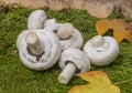 Mushrooms - champignons Royalty Free Stock Photo