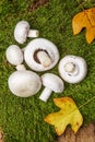 Mushrooms - champignons Royalty Free Stock Photo