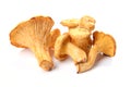 Mushrooms chanterelle Royalty Free Stock Photo