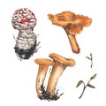 Mushrooms chanterelle, amanita isolated on white background. Watercolor hand drawn botanic illustration. Art for design