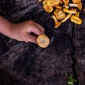 Mushrooms chanterelle in the basket Royalty Free Stock Photo