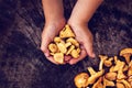 Mushrooms chanterelle in the basket Royalty Free Stock Photo