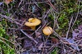 Mushrooms chanterelles are bright, red as real. Taste in a salad or soup