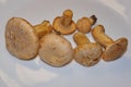 Mushrooms Chanterelles - very tasty and healthy mushrooms.