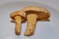 Mushrooms Chanterelles - very tasty and healthy mushrooms.