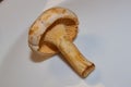 Mushrooms Chanterelles - very tasty and healthy mushrooms.