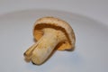 Mushrooms Chanterelles - very tasty and healthy mushrooms.