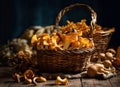 Mushrooms chanterelles in a wicker basket on a wooden table. Autumn harvest