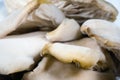 Mushrooms close up photo Royalty Free Stock Photo