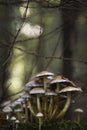 Mushrooms Common Sulphurhead, Hypholoma fasciculare
