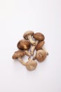 Mushrooms. Conceptual image