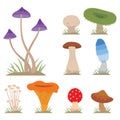 Mushrooms for cook food and poisonous nature meal vegetarian healthy autumn edible and fungus organic vegetable raw