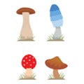 Mushrooms for cook food and poisonous nature meal vegetarian healthy autumn edible and fungus organic vegetable raw