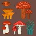 Mushrooms for cook food and poisonous nature meal vegetarian healthy autumn edible and fungus organic vegetable raw